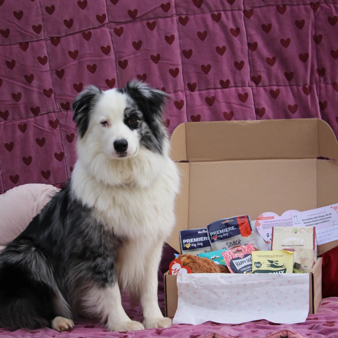 Dog with surprise box for dogs on the right