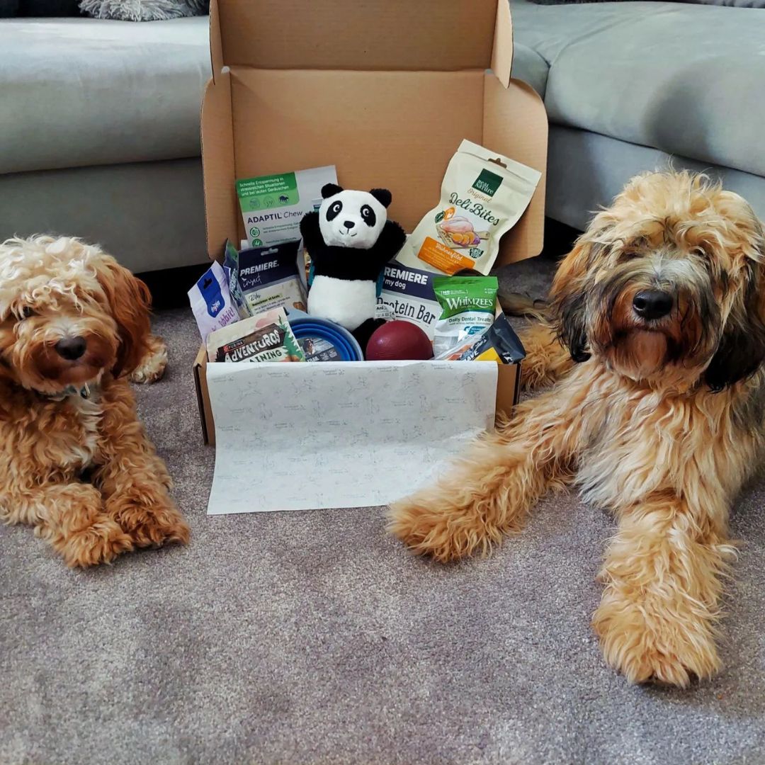 Verrassingsbox voor honden