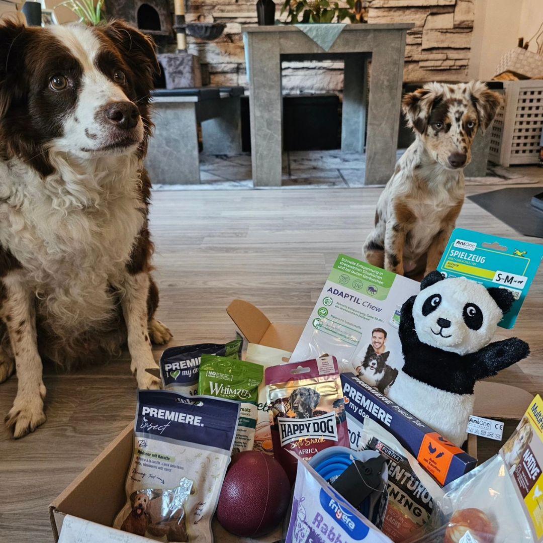 Verrassingsbox voor honden